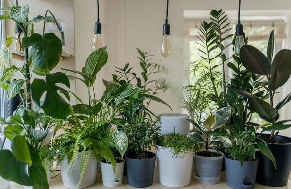 Comment intégrer des plantes d'intérieur pour améliorer la qualité de l'air dans son appartement ?